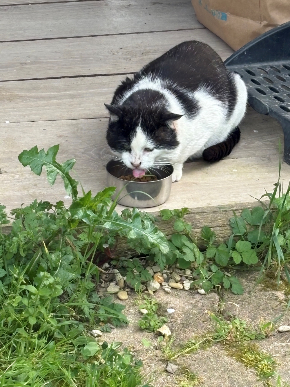 chat - Commune de Boynes